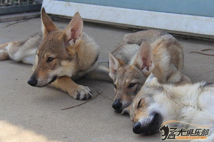 捷克狼犬咋获得？（领养猫空运）