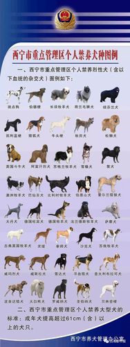 哪种大型的犬系2021年不让养？（狗系着养）