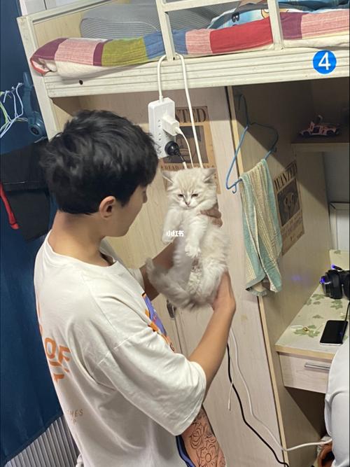 员工宿舍不让养猫怎么办？（双职工养猫）