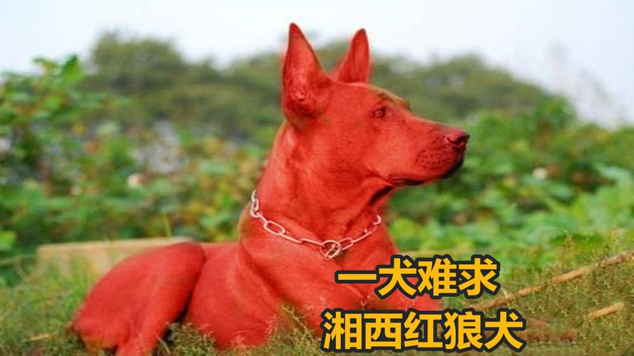 苏联红犬几个月能长成？（养红色狗）