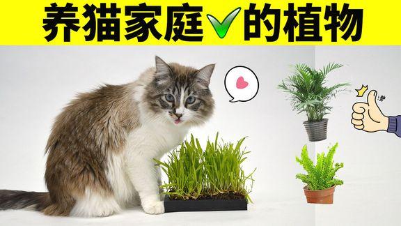 养猫最适合养的花？（种植养猫草）