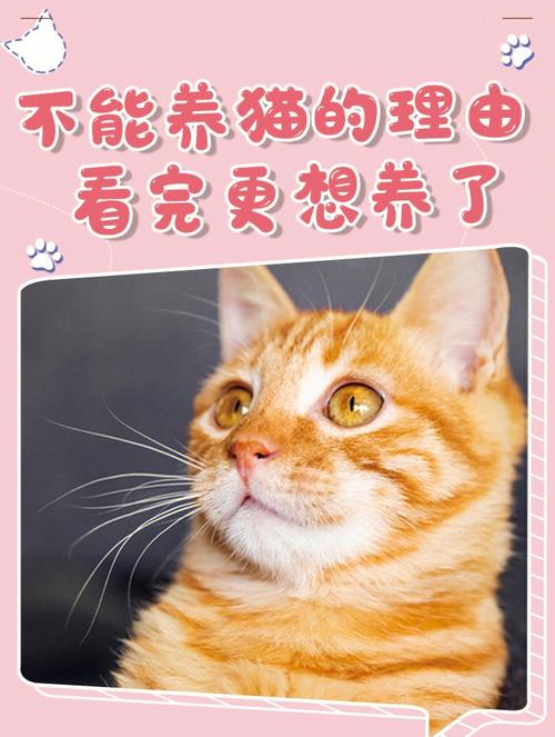 不养猫的八大理由？（如果不养猫）