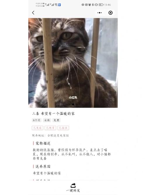 发布领养猫的朋友圈文案？（领养猫的话）