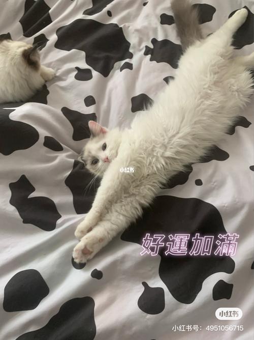 关于养猫的沙雕文案？（精致的养猫）