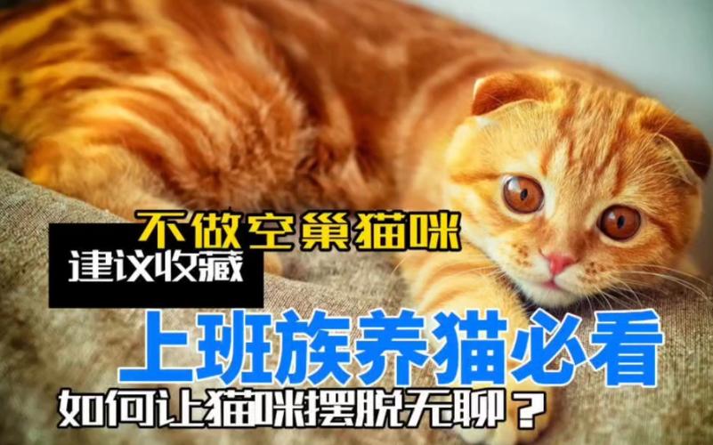 上班族养猫吗？（忙的人养猫）