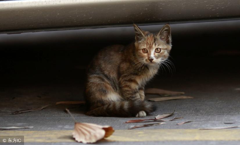 流浪猫坚强的活着文案？（坚强养狗）