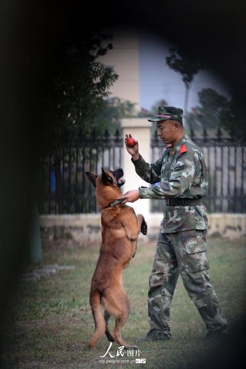 警犬训练员有没有前途？（养狗武警）