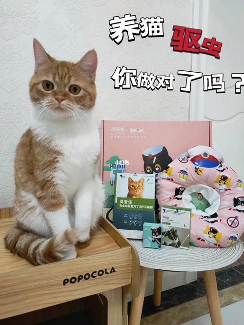 家里养猫的十大危害？（养猫陪玩）