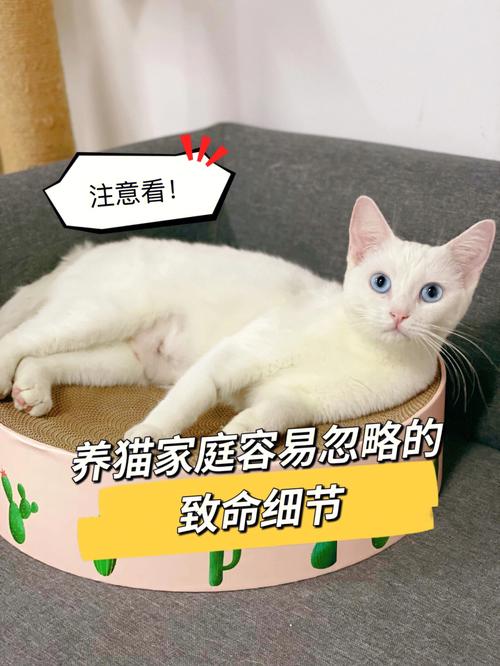 家里可以养猫吗？（往家里养猫）