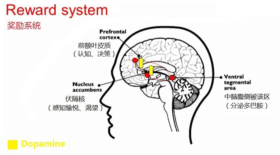 哪些动物会产生多巴胺？（养狗多巴胺）