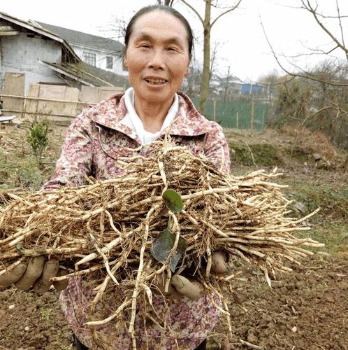 四川宜宾筠连的一种草药，叫“猪鼻孔”求图片？（宜宾生猪）