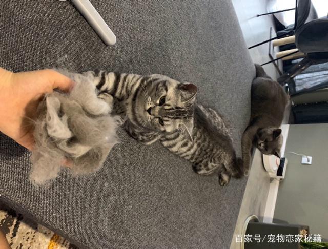 家里养猫掉毛，弄得到处都毛怎么办？（养猫很多毛）