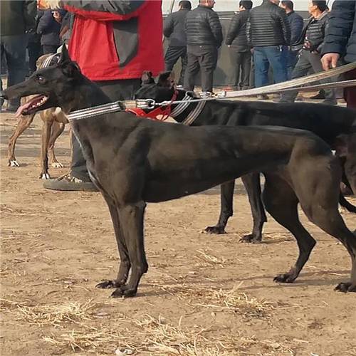 格力犬是禁养犬吗？（斗牛养狗）