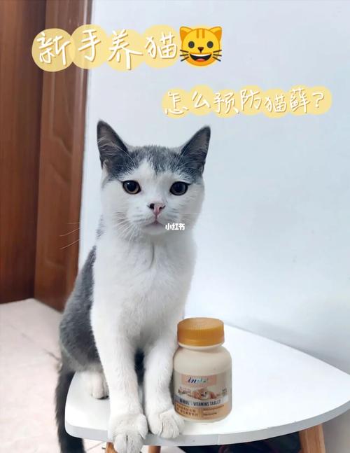 养猫人需要补充哪些维生素？（饲养猫h）