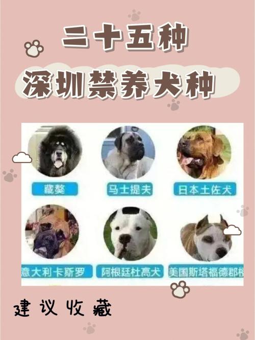 发展宠物犬养殖前景如何？（捐钱养狗）