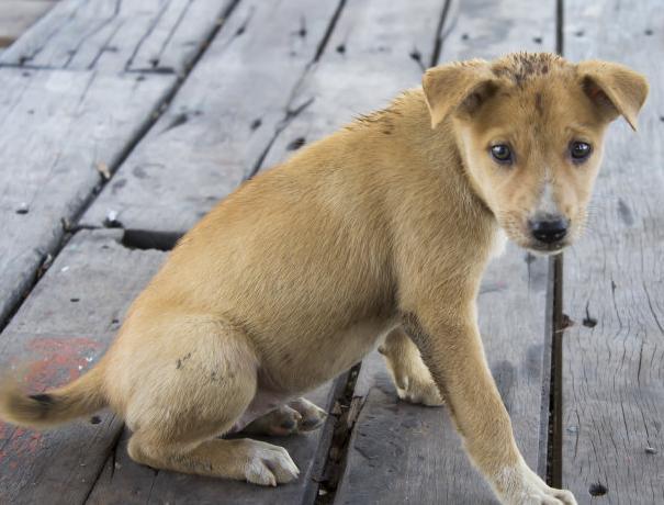 中华犬寿命多长？（养狗防病）