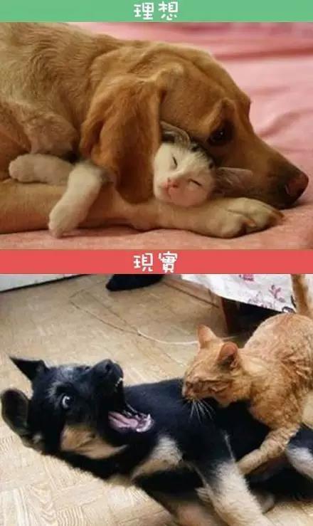 为什么很多女同喜欢养猫猫有什么特别的含义吗？（养猫背因果）