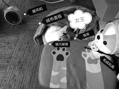 夏天穿羽绒服搞笑文案？（穿短裤养猫）