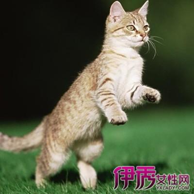 养猫的好处和坏处都有哪些？（养猫会带来）