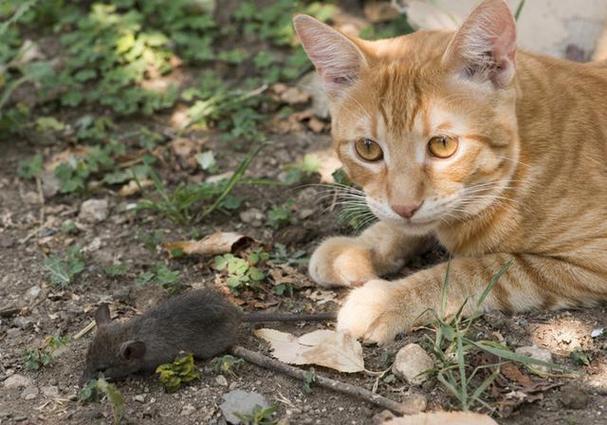 如果家里养了猫，家里的老鼠会怎么办？（耗子家养猫）