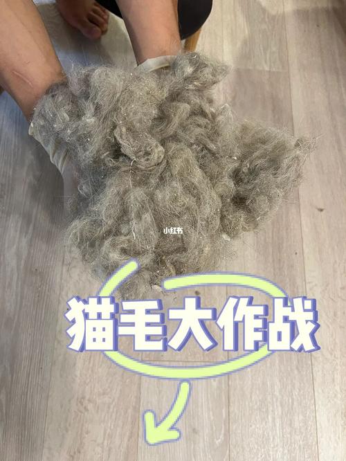 家政保洁怎么处理猫毛？（家政养猫咪）