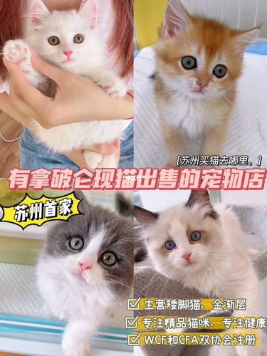 苏州哪家宠物店卖猫？（苏州想养猫）