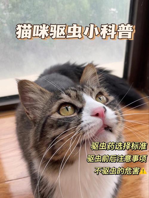 养猫是不是容易招虫子~？（养猫招吗）