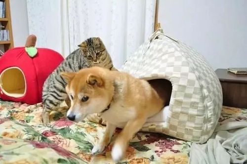 柴犬和猫能同时养吗？（母狗养猫咪）