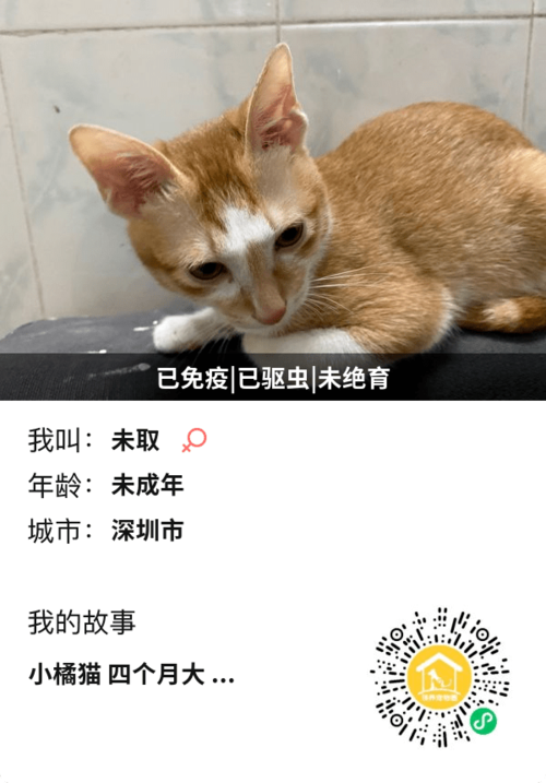 中介独家协议能不能签？（中介领养猫）