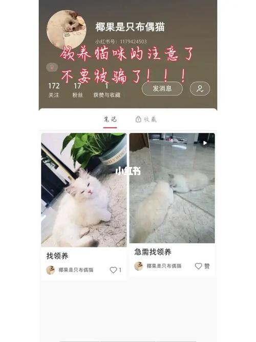 淘宝上1元领养猫是怎么回事？（淘宝养猫吗）