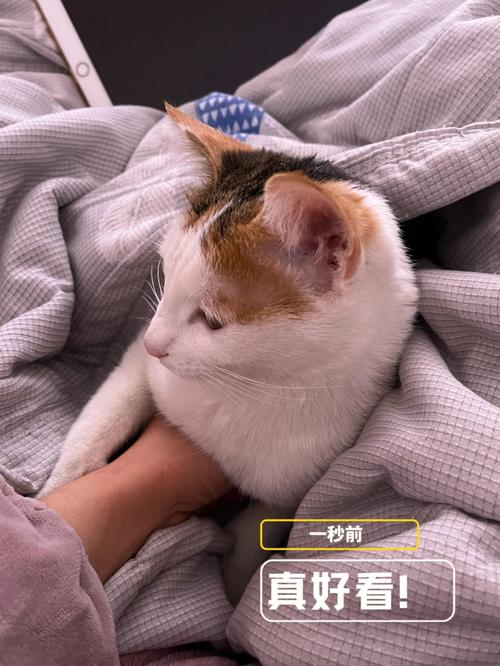 女生养猫是什么心理？（养猫初体验）