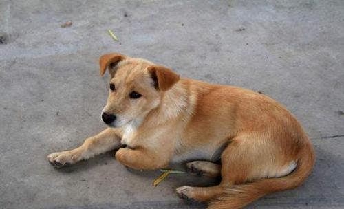 哪些城市可以养田园犬？（中国养狗地域）