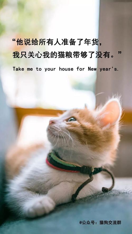 猫诗意的文案？（养猫优美句子）