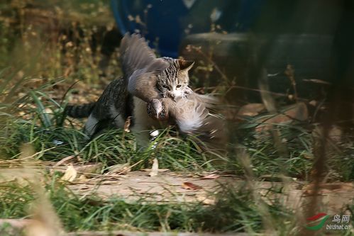 农村散养的猫为什么会捉小鸟？（抓散养猫）