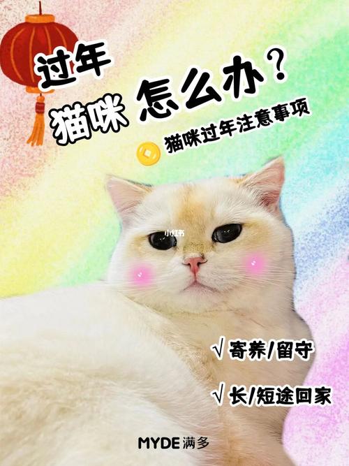 过年回家，不能带猫猫回家，是寄养好还是上门喂养好？（寄养猫廯）