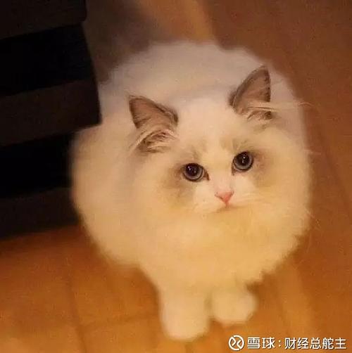 聚财猫全面清退政策是否真实？（养猫被清退）