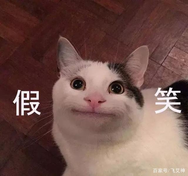 关于养猫的沙雕文案？（养狗沙雕）