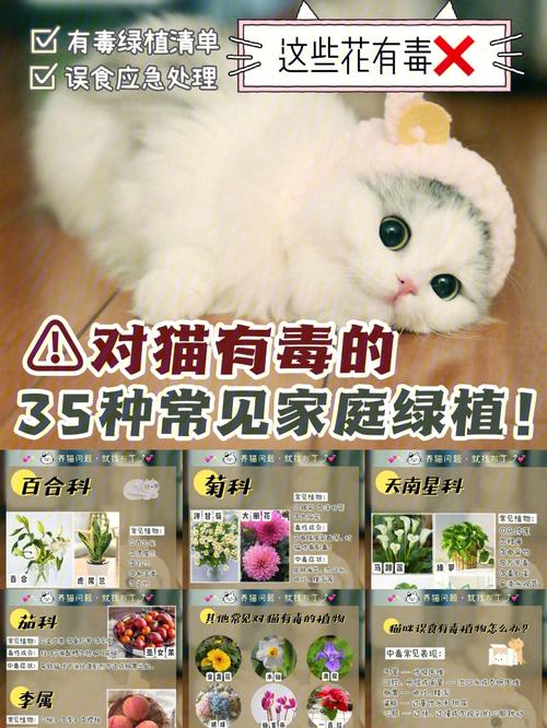 猫味大适合养什么植物？（吸猫养猫）