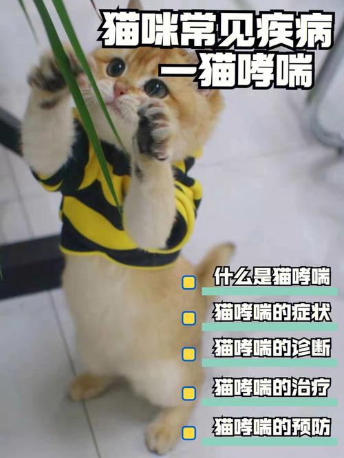 想养只猫咪，但是会引发妈妈哮喘怎么办？（养猫对哮喘）