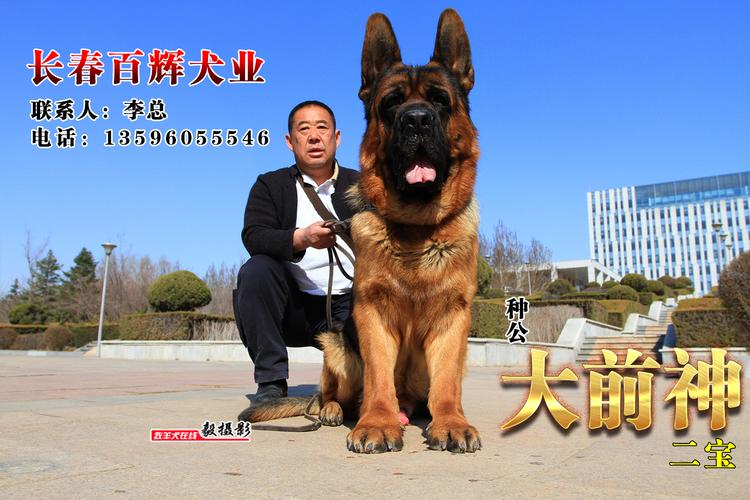 长春市区可以养的大型犬？（长春新区养狗）