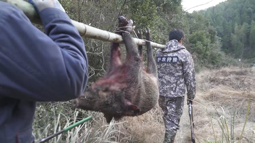 12伏能电晕野猪吗？（生猪捕杀标准）