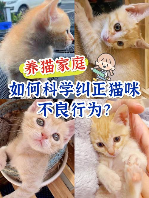 养猫如果没有宠物医院怎么办？（养猫养在哪）