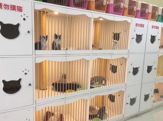 为什么宠物店里的猫可以一直笼养？（决定笼养猫）