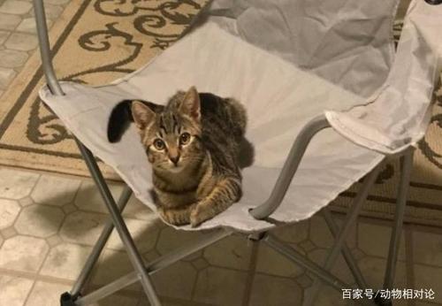 家里早上出门上班下午回家能养猫吗？（养猫监控摆放）