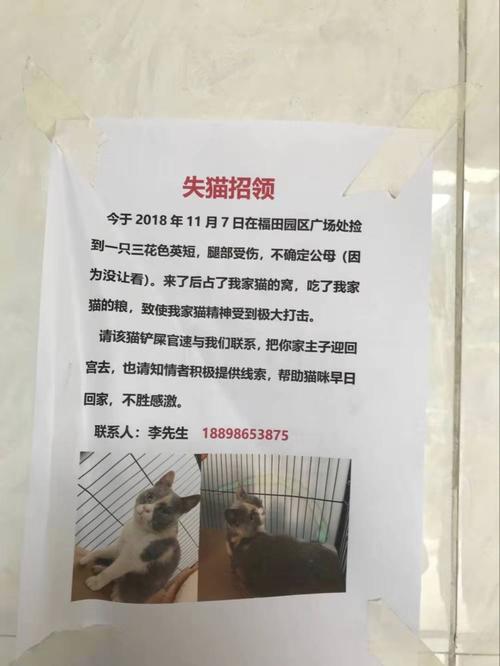 猫咪张贴招领启事怎么写比较好（养猫的标记）