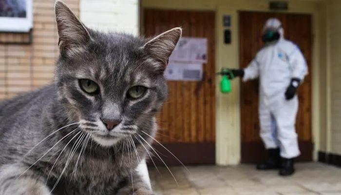 海员可以带宠物吗？（新冠养猫）