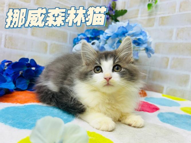 初养猫养什么品种好？（新手养猫崽）