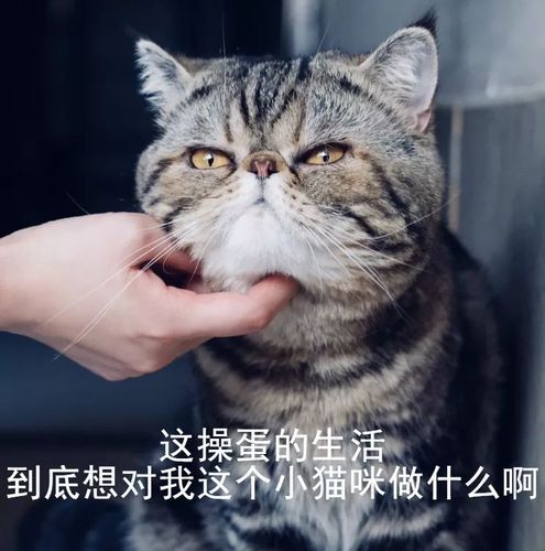 女孩子给你发猫咪表情代表什么意思？（养猫的你）