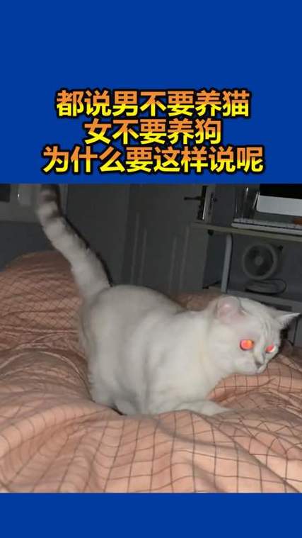 男不养狗女不养猫的说法？（养猫当老婆）