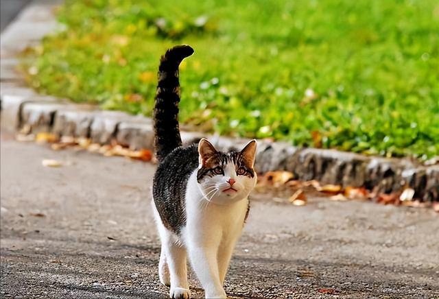 小学有猫吗什么意思？（小学养猫）